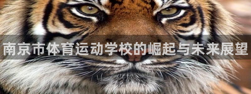 MK体育官网下载招商电话号码：南京市体育运动学校的崛起与未来