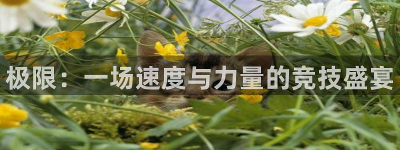 MK体育官网下载招商电话号码是多少：极限：一场速度与力量的竞